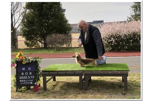 JKCチャンピオン　チャンプ君くん1枚目